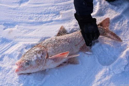 可以冬季捕鱼的好地方,主要是还能吃鱼,有时间不妨去体验一下!