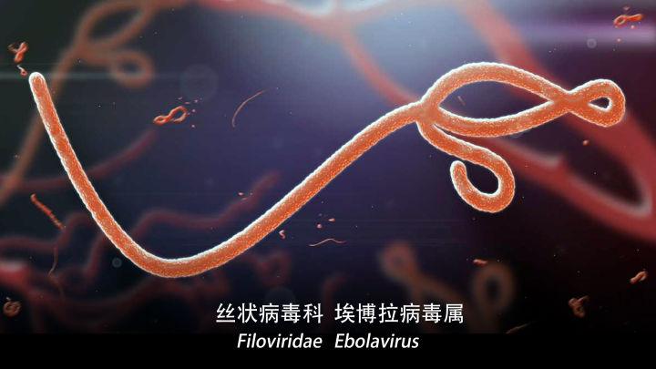 新闻热点埃博拉是一种泛噬性病毒,它会猛烈地攻击人体除骨骼肌和骨骼