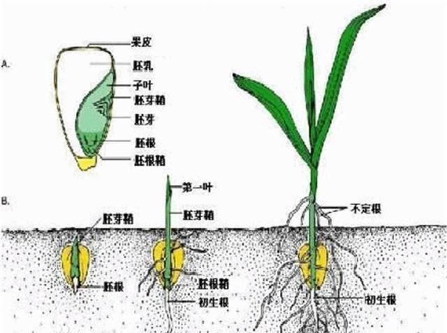 怎样提高玉米出苗率选好土壤挑选玉米泡水