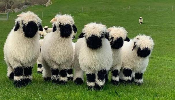 动画片小羊肖恩的原型是瑞士高山上的羊瓦莱黑鼻羊