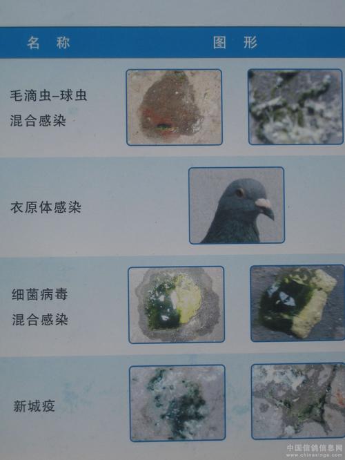 信鸽的粪便颜色和其它症状,综合分析判定出信鸽患的是哪一种肠道疾病