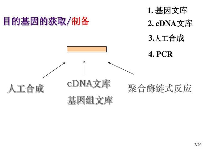目的基因的制备-基因文库法