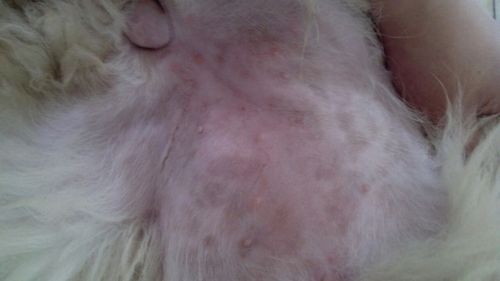 3个月大白熊狗狗肚子上长了很多小包,是螨虫还是湿疹啊?怎么治疗?