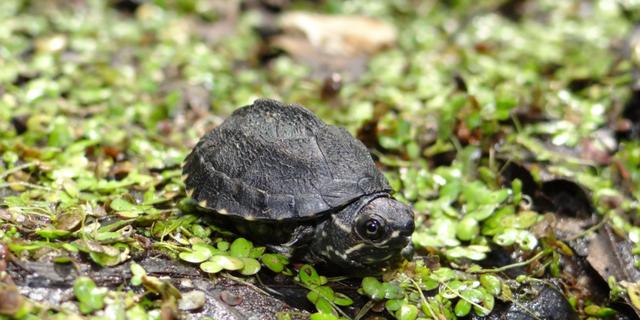 麝香龟属于蛋龟中的入门品种,极佳的互动性和对环境的水质,温度要求都