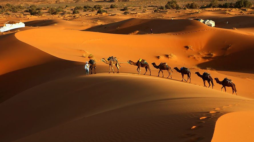 撒哈拉沙漠如果连续降雨一个月,会发生什么?