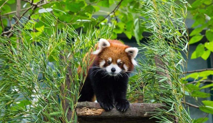 绿色上海 2020-09-18 15:56 为了保护全球小熊猫,每年九月的第三个