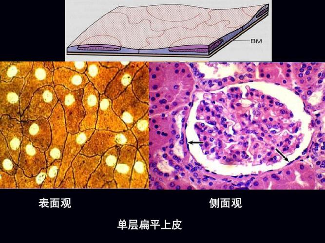 分类 高等教育 医学 组织胚胎学-上皮组织ppt 表面观 单层扁平上皮 第