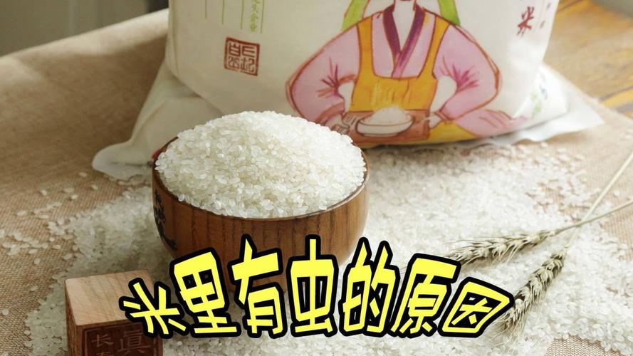 家里的大米为什么老长虫?生虫的大米还能吃吗?