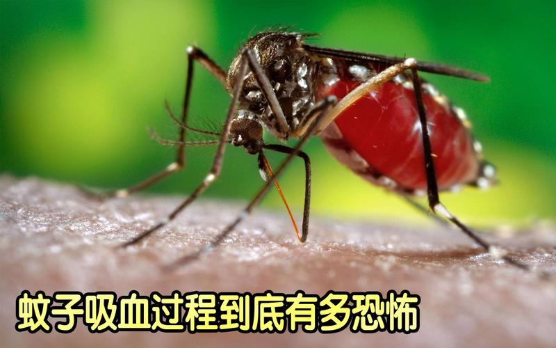蚊子吸血过程视频