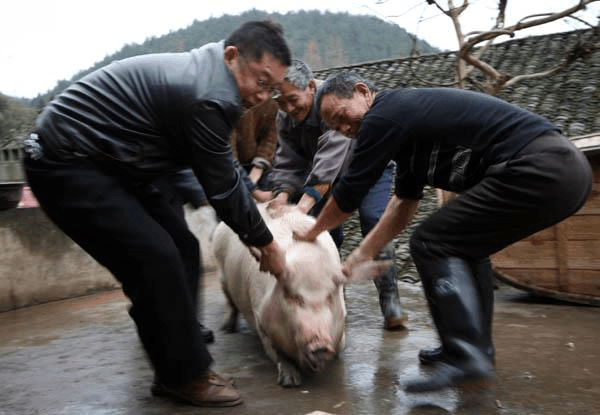 学号:11110801004(49) 在中国的农村,家家户户都会养上一两头猪
