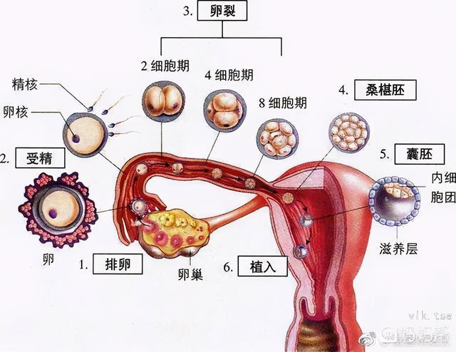 多囊想怀孕,日常一定要做这件事|输卵管|卵子|精子|内分泌_网易订阅