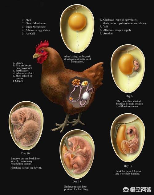 双黄蛋可以孵出两只小鸡吗?
