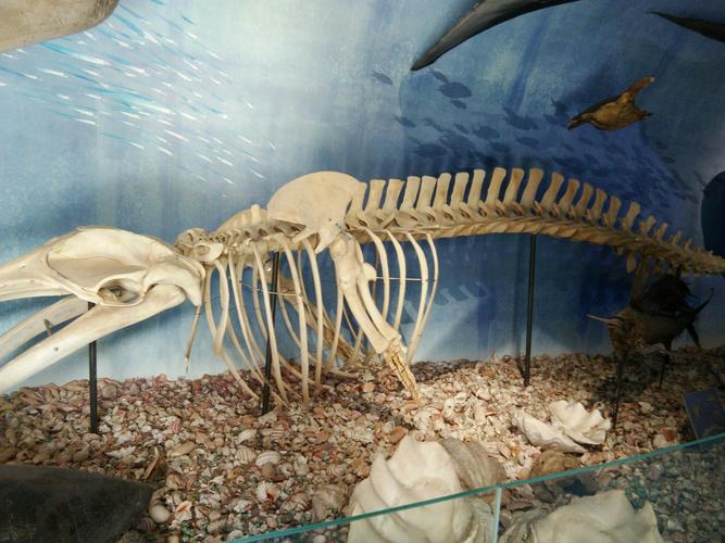 首先,我们来到了生物馆,看到了一个鲨鱼的骨架化石,我以前只在电视和