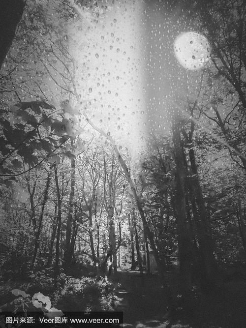 在树林里下着黑白色的雨