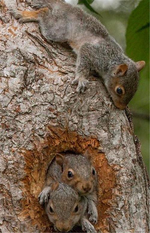 过了一会,一只松鼠硬是挤了出来,趴在树上看着其他的两只松鼠.