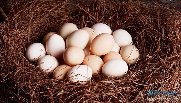 梦见鸡下蛋捡鸡蛋有什么预兆 梦见鸡下蛋捡鸡蛋什么意思