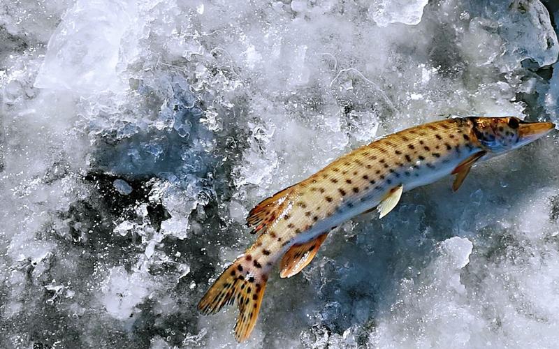 寻找冰天雪地里的美味:黑龙江冷水鱼,炉火焖几小时,鱼刺都能吃