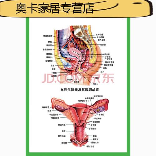 宣传挂图人体器官心脏结构图医院海报 z104a-女性生殖器解剖图(一) 70