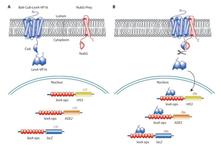 在膜蛋白酵母双杂交系统中,两个待测蛋白分别与突变后的分离泛素n端