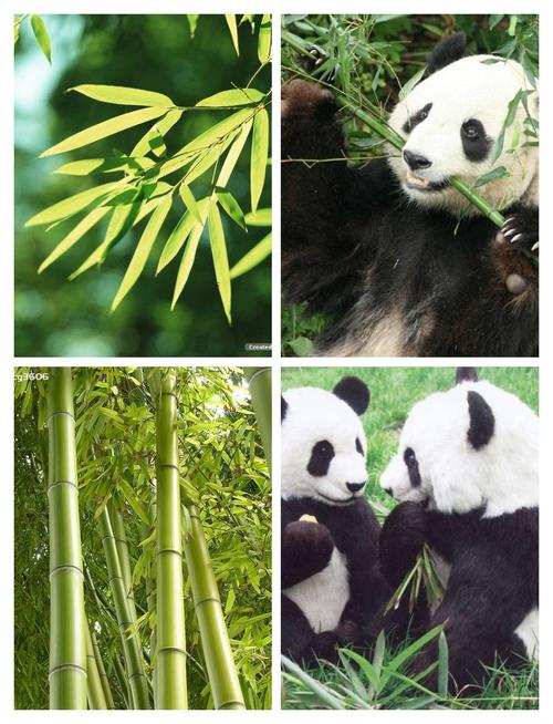 周二美劳二十一课:《小熊猫吃竹子》周三美劳二十二课:《勤劳的小蜜蜂
