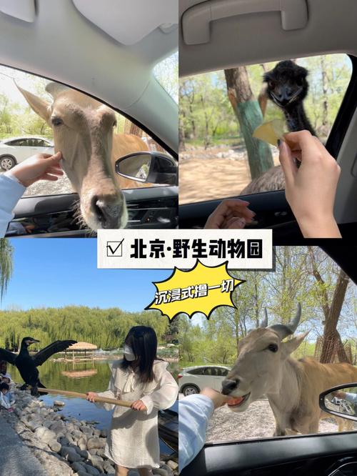 北京look野生动物园自驾游攻略撸小动物