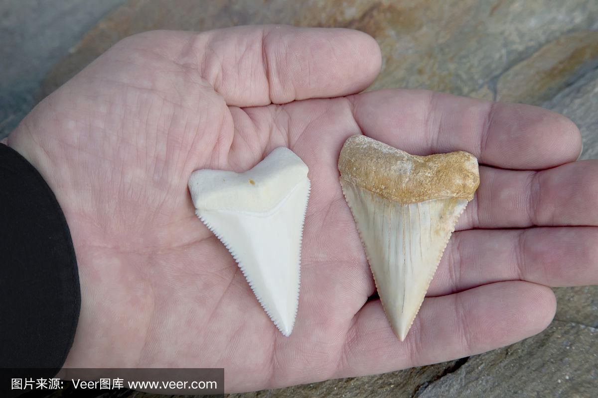 比较照片-现代大白鲨牙齿与化石大白鲨牙齿