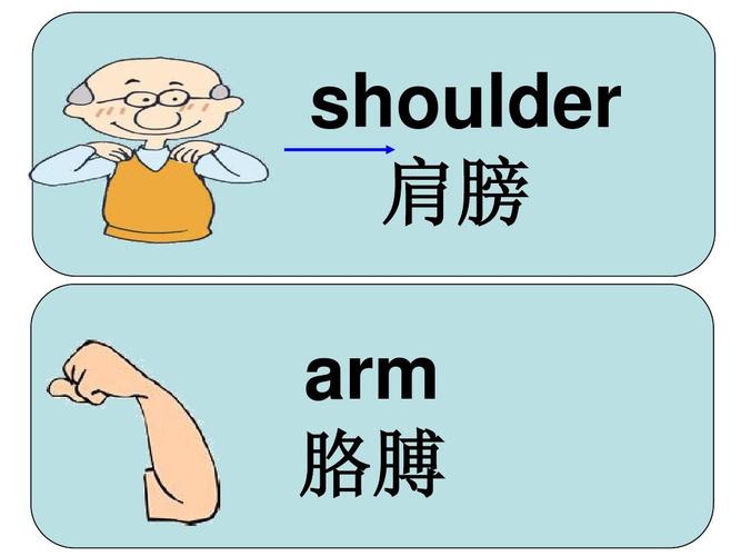 shoulder 肩膀 arm 胳膊