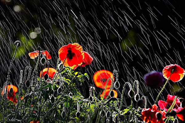 雨中看花