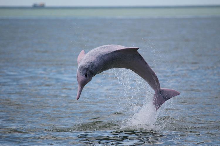自然 东南沿海的白色精灵—中华白海豚   我们已经永远失去了长江里的