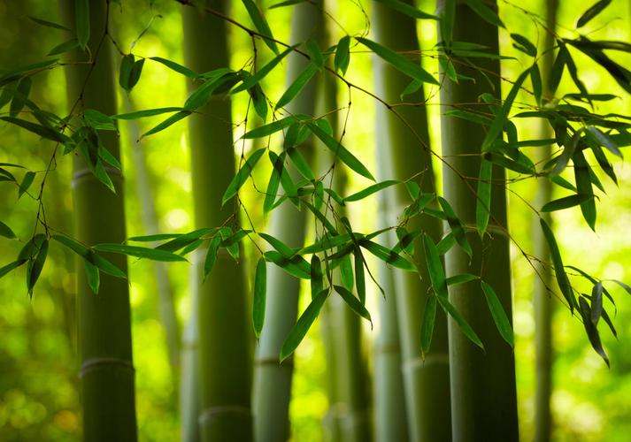 唯美景色一片竹子竹林背景