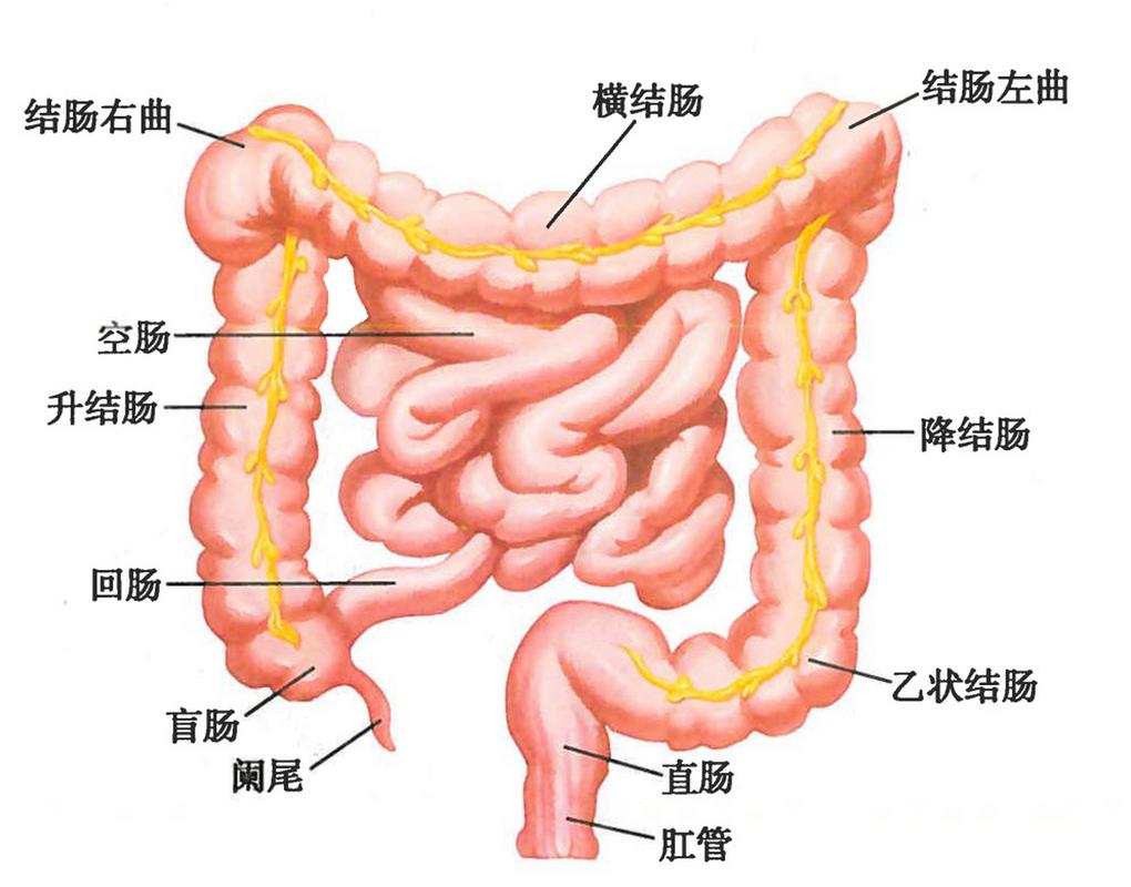 小肠位于腹部正中,上接幽门,与胃相通:下接阑门,与大肠相接.