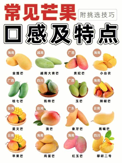 15种常见芒果03口感及特点介绍水果科普