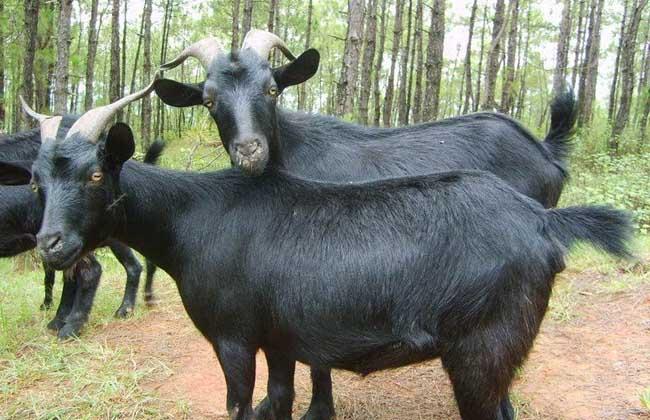 体型最大黑山羊品种