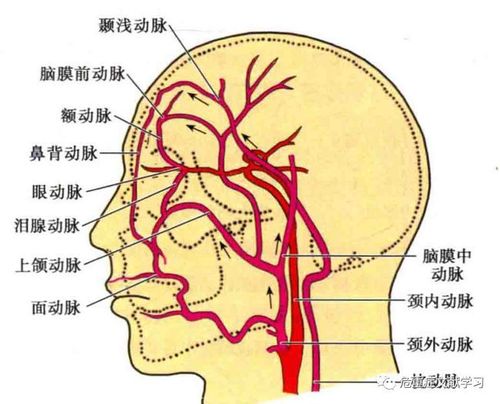 神经血管解剖学习颈内动脉