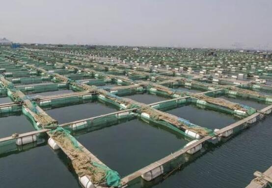 网箱养殖海参网箱养殖海参不仅成本低,效益好,而且还能解决养殖场利用