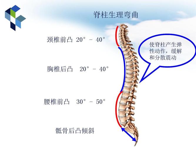 脊柱生理性弯曲有哪4个