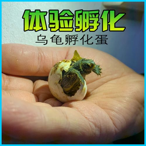 小乌龟蛋可孵化迷你活体宠物墨花龟蛋受精蛋便宜草龟观赏种蛋学生