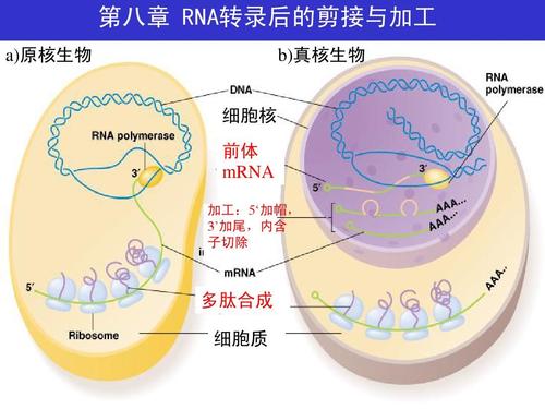 第八章 rna转录后的剪接与加工 a)原核生物 b)真核生物 细胞核 前体