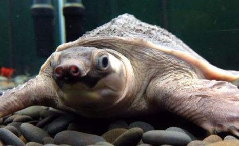 猪鼻龟能活多少年