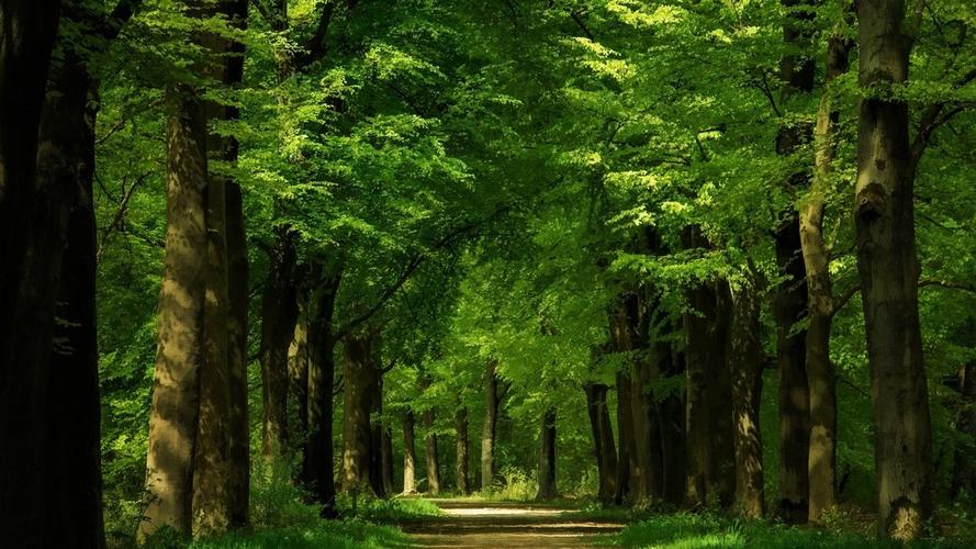 唯美绿色森林护眼风景高清桌面壁纸