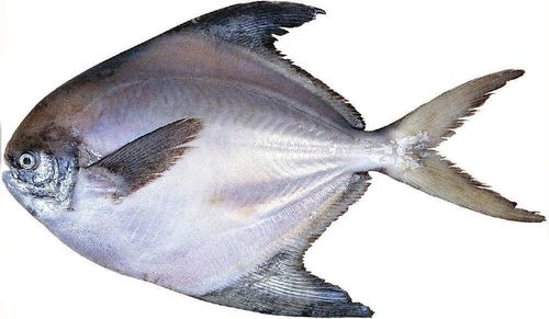这种扁扁的鱼叫什么