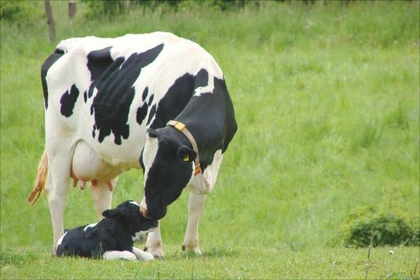 奶牛为什么吃草可以产奶
