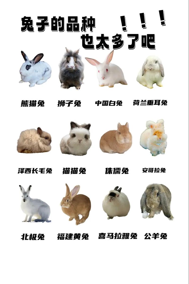 兔子品种.兔子的品种确实挺多的,其中有你的梦中情兔么#兔子  - 抖音
