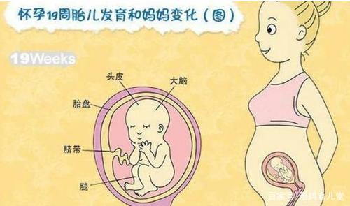 怀孕19周胎儿有多大?胎儿的这些发育变化一定会惊喜到你