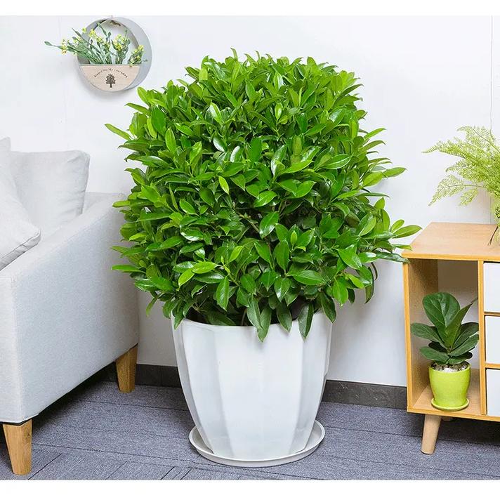 家里办公室都能养的非洲茉莉盆栽,四季常青绿植,美丽花朵香气扑 - 抖