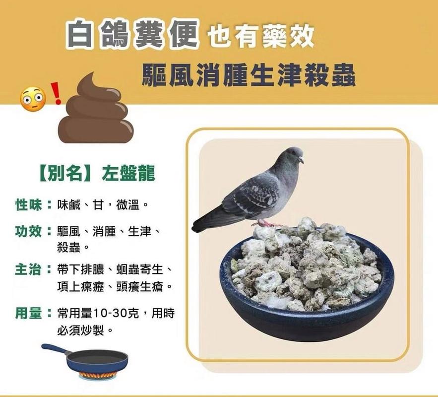 鸽粪在所有常规畜禽类粪便中的营养价值是最高的,因为鸽子的肠道相对