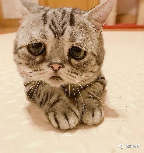 世界上最悲伤的一只猫咪,楚楚可怜萌化人心