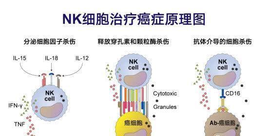 nk细胞最初的临床价值恰恰是在癌症治疗中被发现,但在癌症治疗中,它的