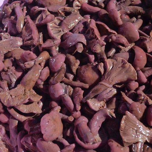 新货东北特产野生红蘑菇松树伞肉蘑菌腌制500克香菇类