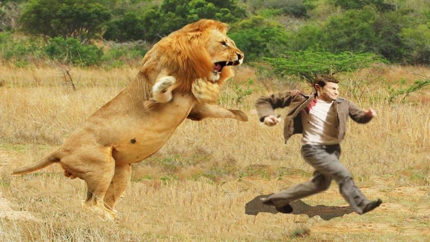 非洲狮子吃人事件9个月吃掉135人原因是牙病
